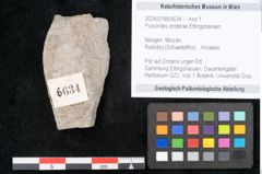 Foto (Objekt + Etikett) von Puccinites zosterae Ettingshausen (NHMW-GEO-2024-0188-6634)